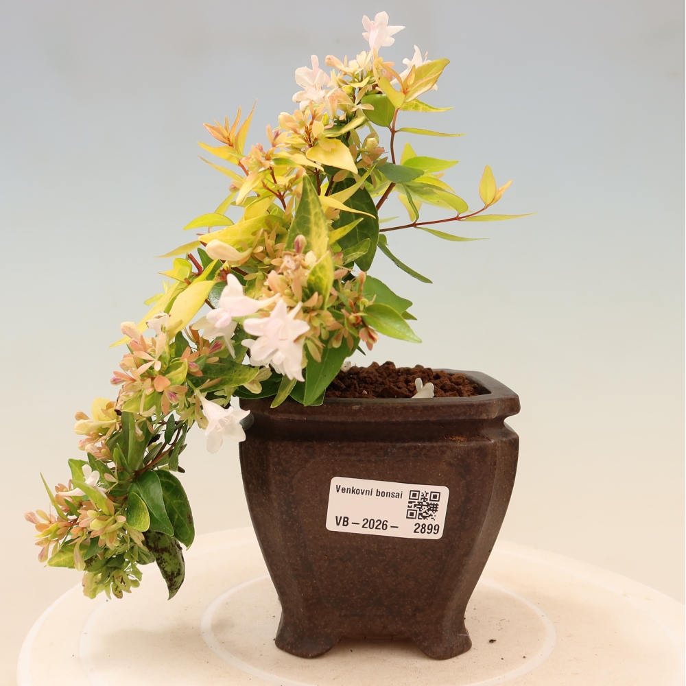 Bonsai da esterno - Abelia gr. Kleidoscope - Abelia a fiore grande