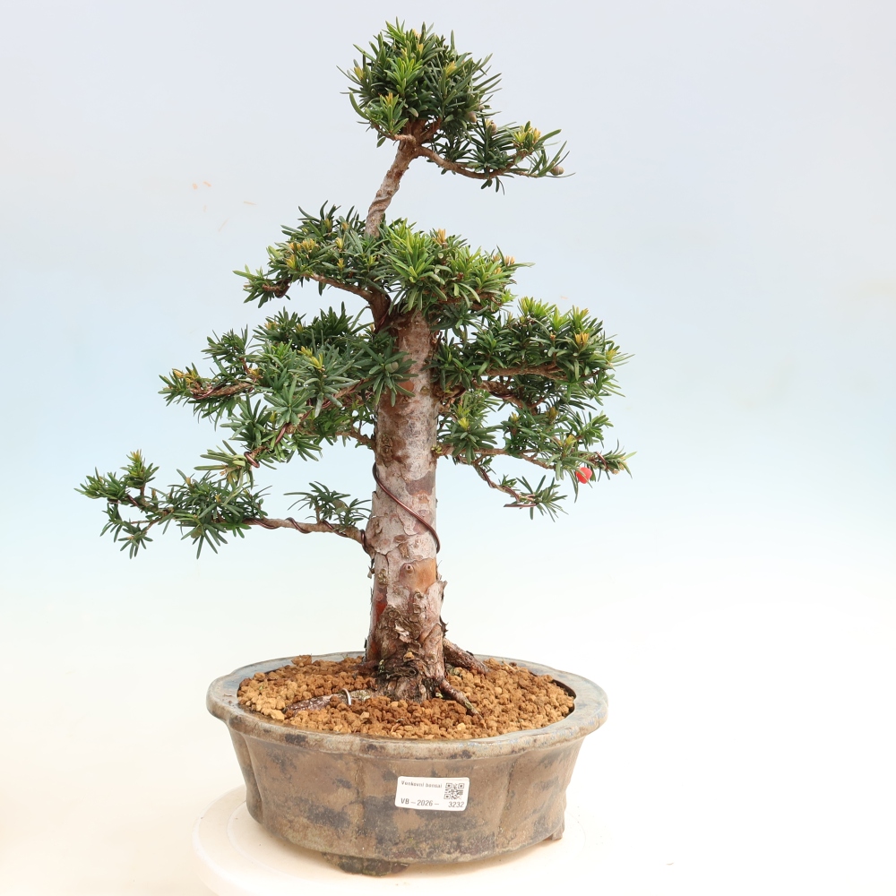 Bonsai da esterno - Taxus cuspidata - Tasso giapponese