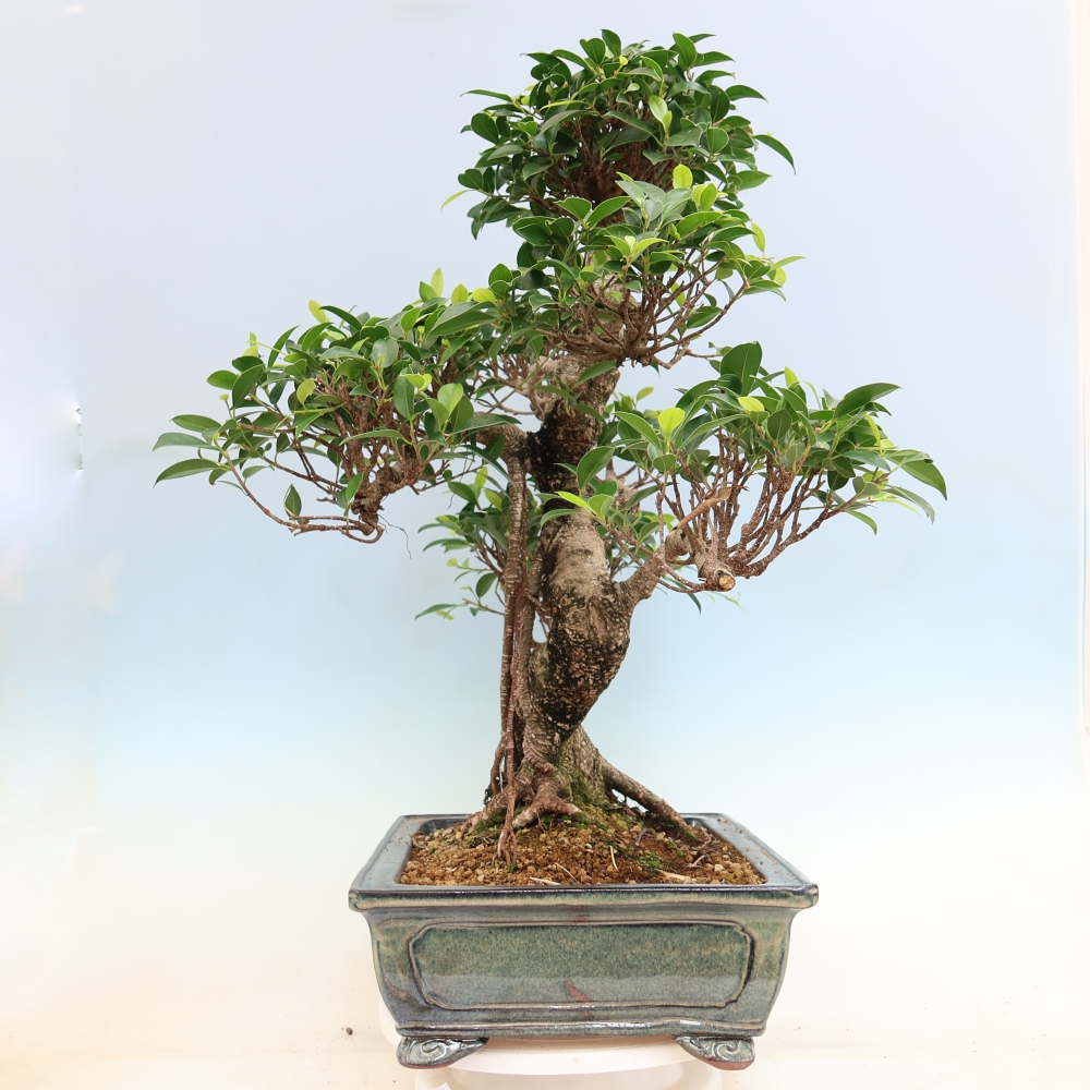 Camera bonsai - Ficus kimmen - ficus a foglie piccole