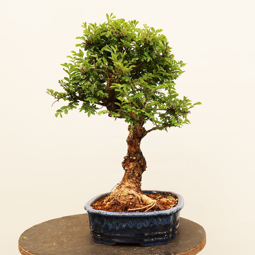 Bonsai da esterno - Zelkova - Zelkova NIRE