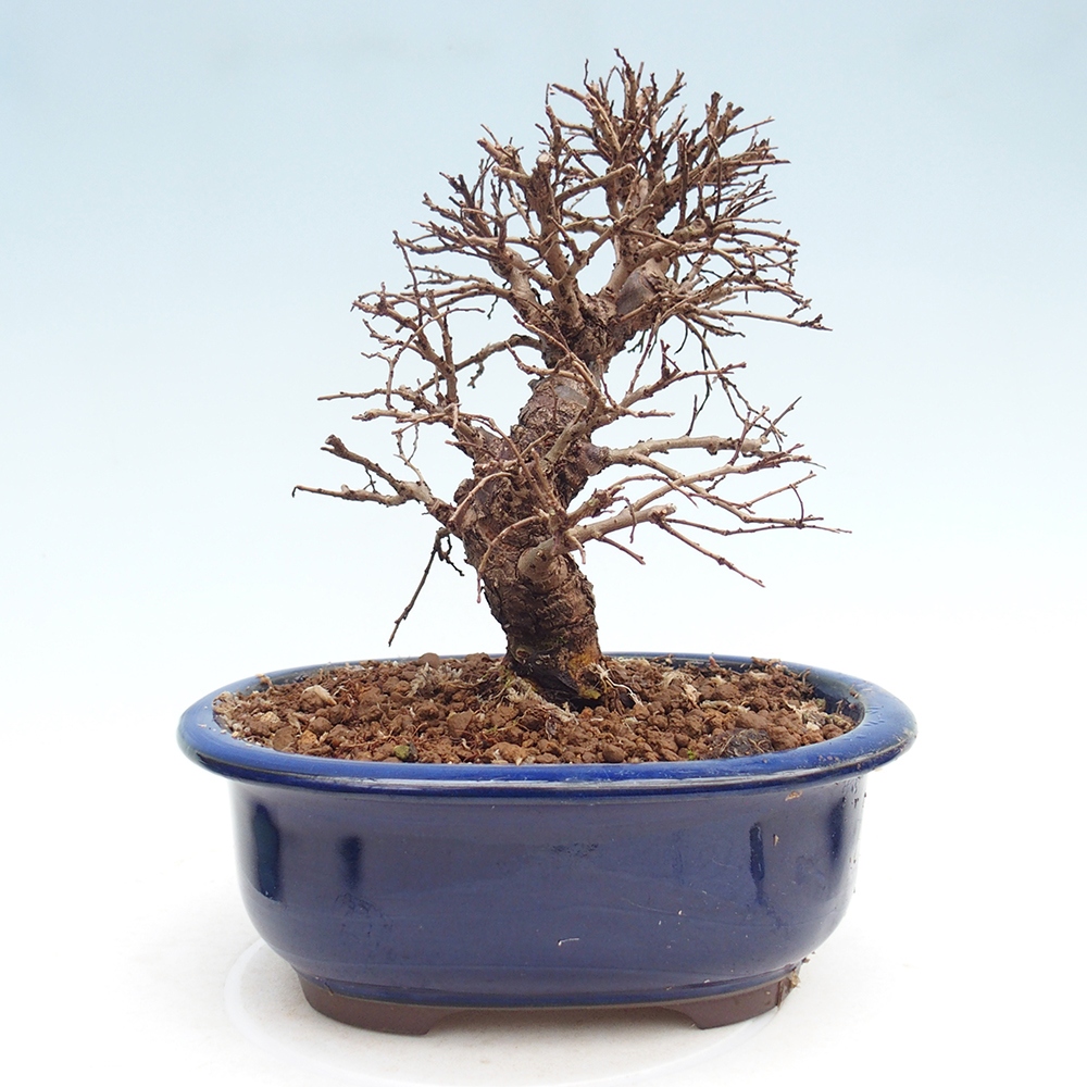 Bonsai da esterno - Zelkova - Zelkova NIRE