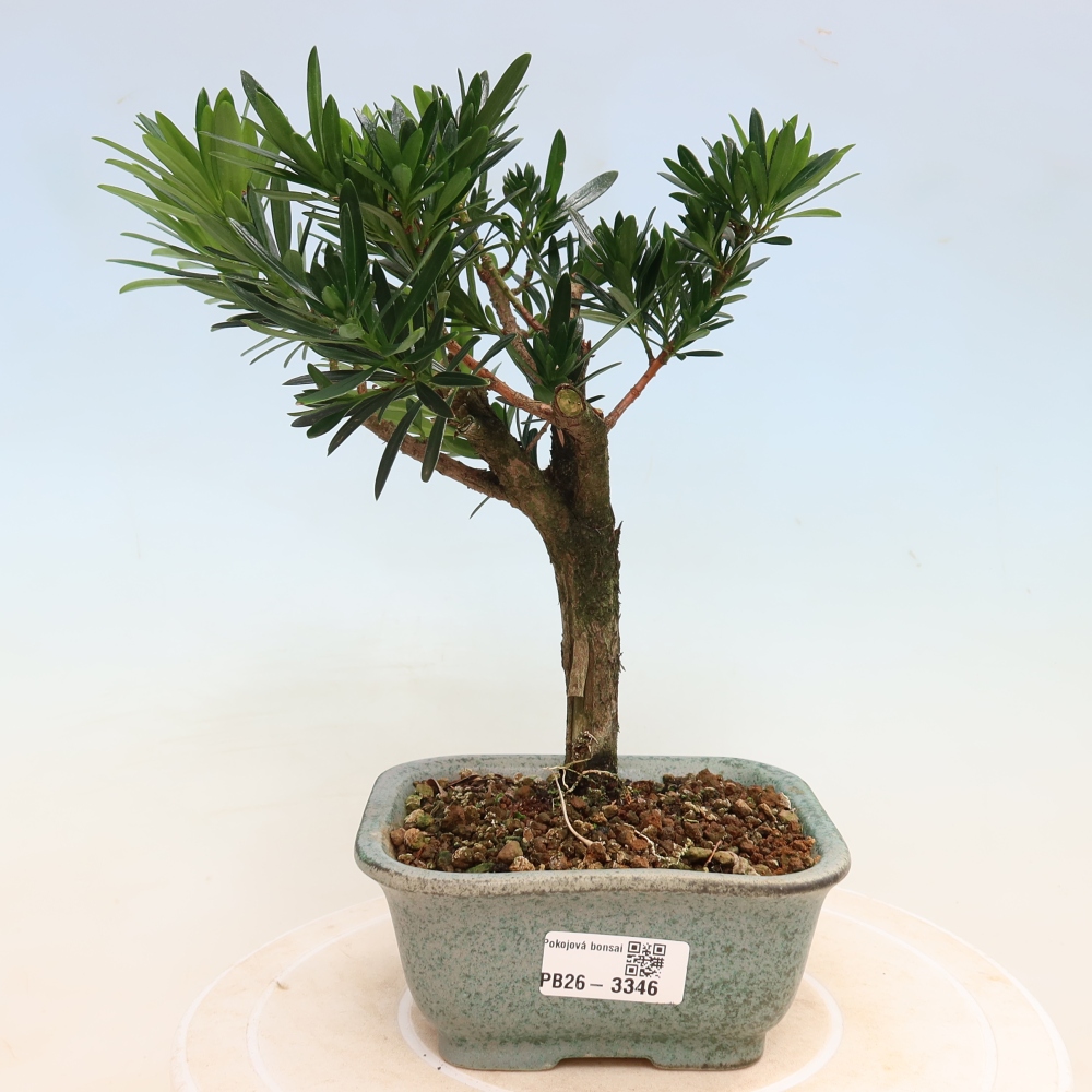 Camera bonsai - Podocarpus - Tasso delle pietre