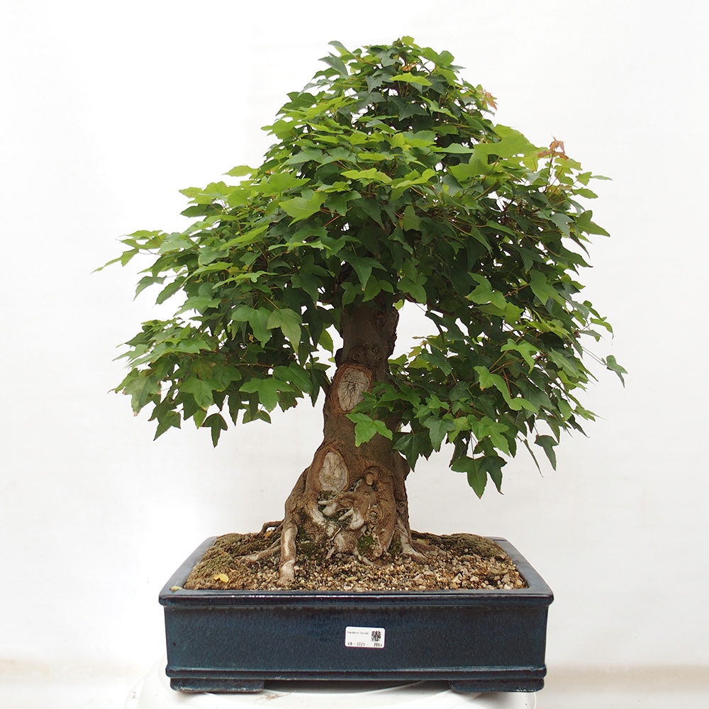 Bonsai da esterno - Acer Buergerianum - Acero di Burger