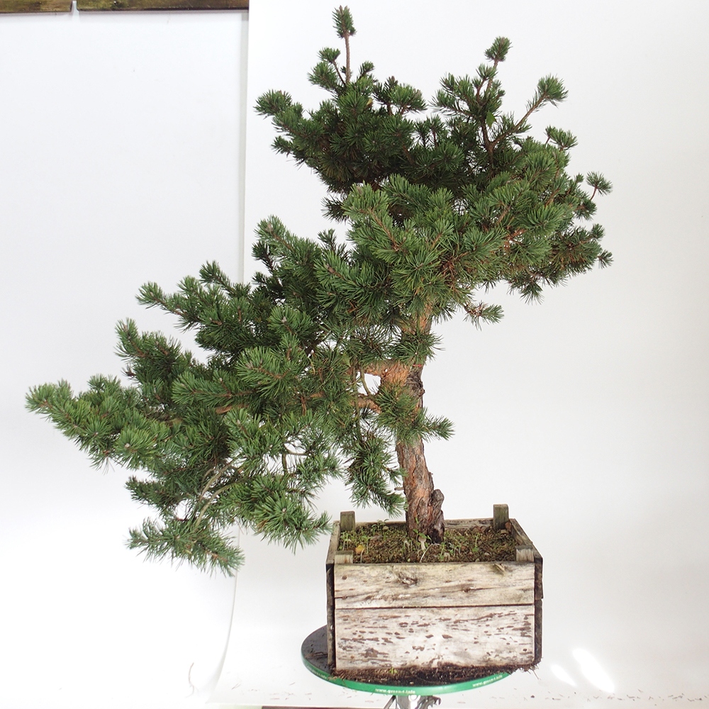 Yamadori - Pinus sylvestris Spagna