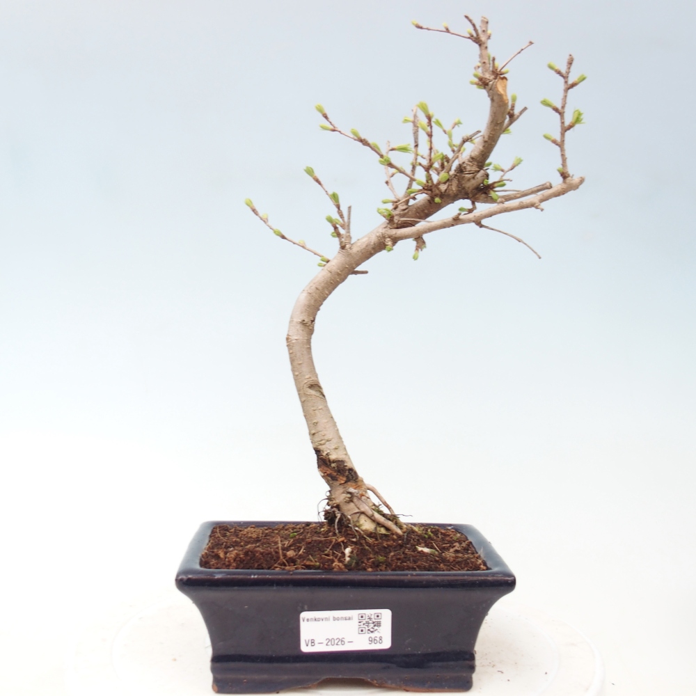 Bonsai da esterno -Pseudolarix amabis-Pseudolarix amabis