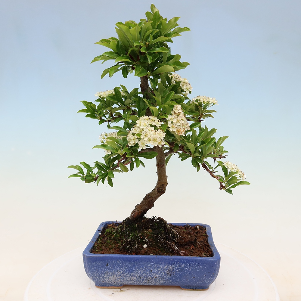 Bonsai da esterno - Pyracantha teton - Pyracantha scarlatta
