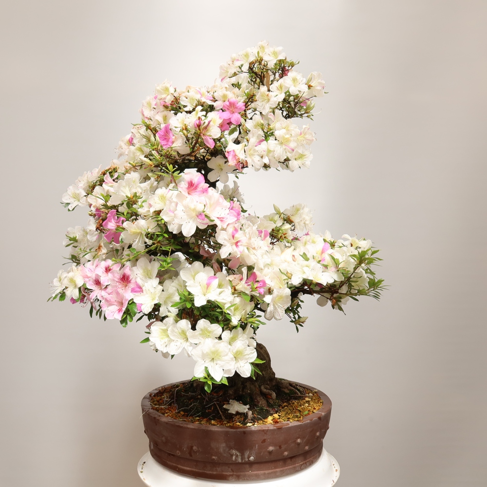 Bonsai da esterno - Azalea giapponese - Azalea Kotobokietsu