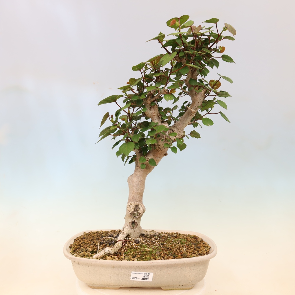 Bonsai da interno - Hibiscus tiliaceus - Ibisco marino