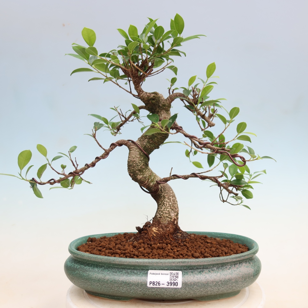 Camera bonsai - Ficus kimmen - ficus a foglie piccole