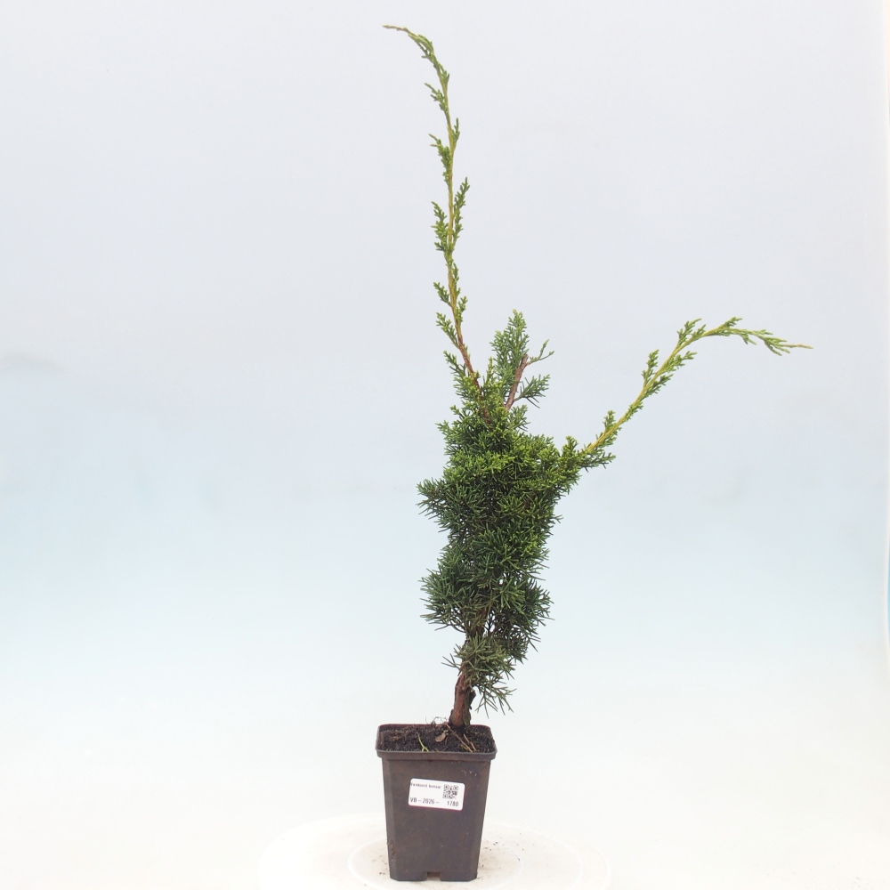 Bonsai da esterno - Juniperus chinensis Kishu
