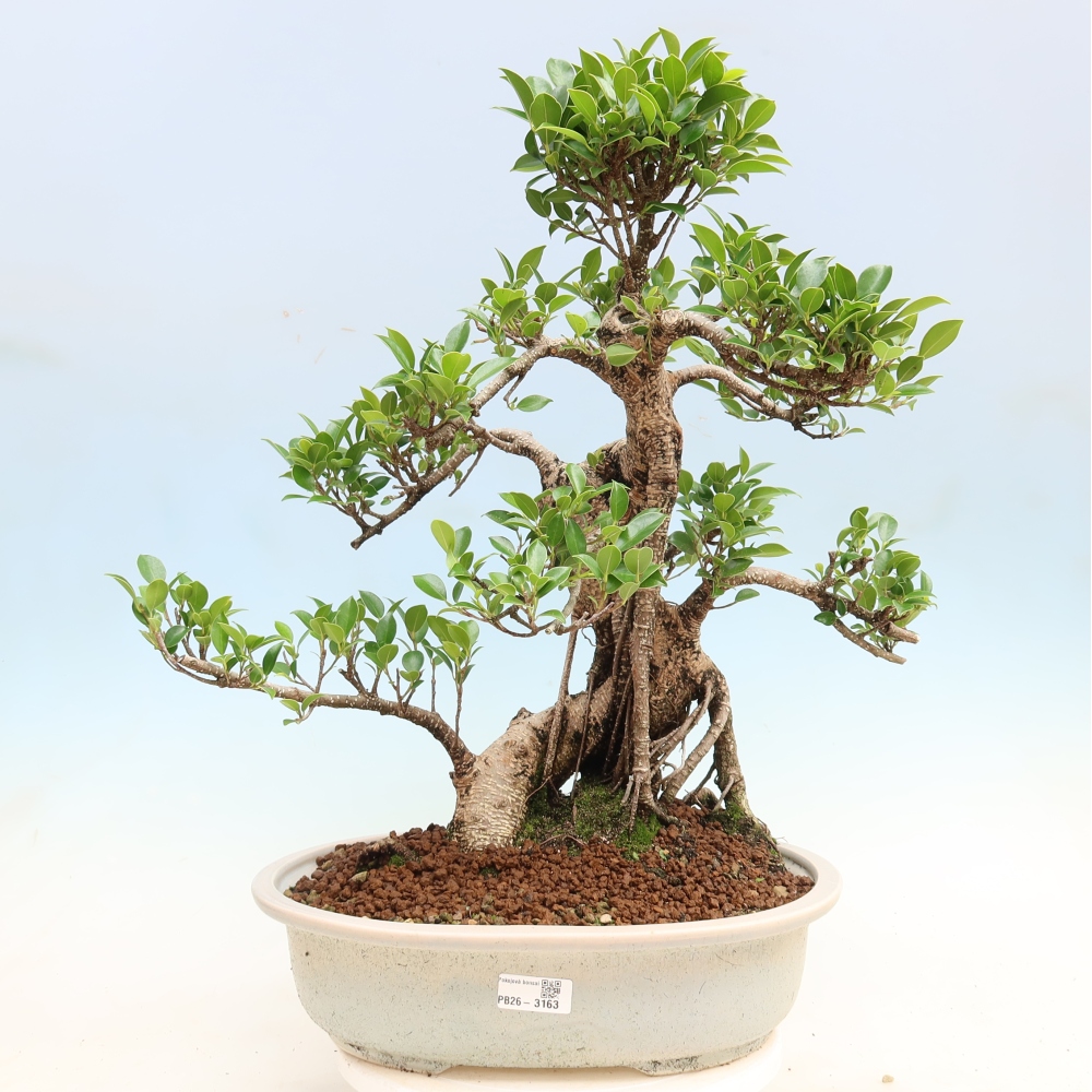 Camera bonsai - Ficus kimmen - ficus a foglie piccole