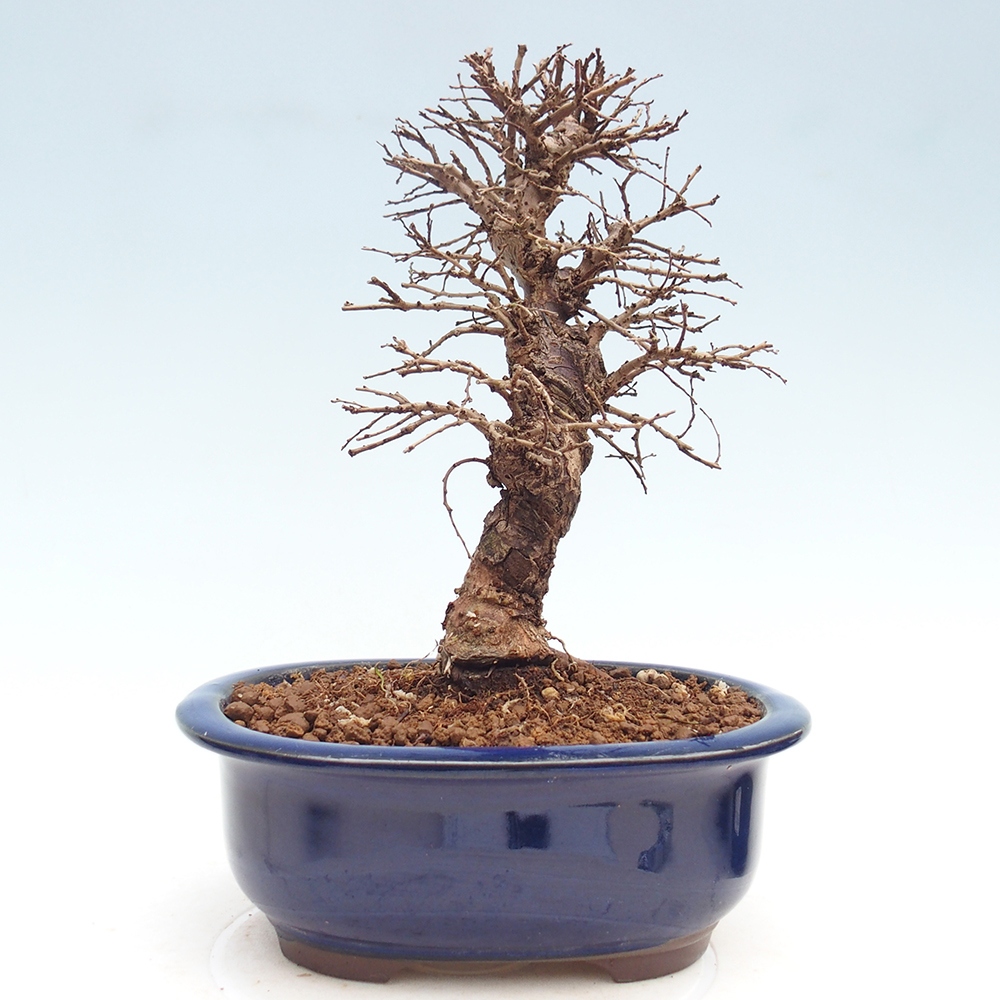 Bonsai da esterno - Zelkova - Zelkova NIRE