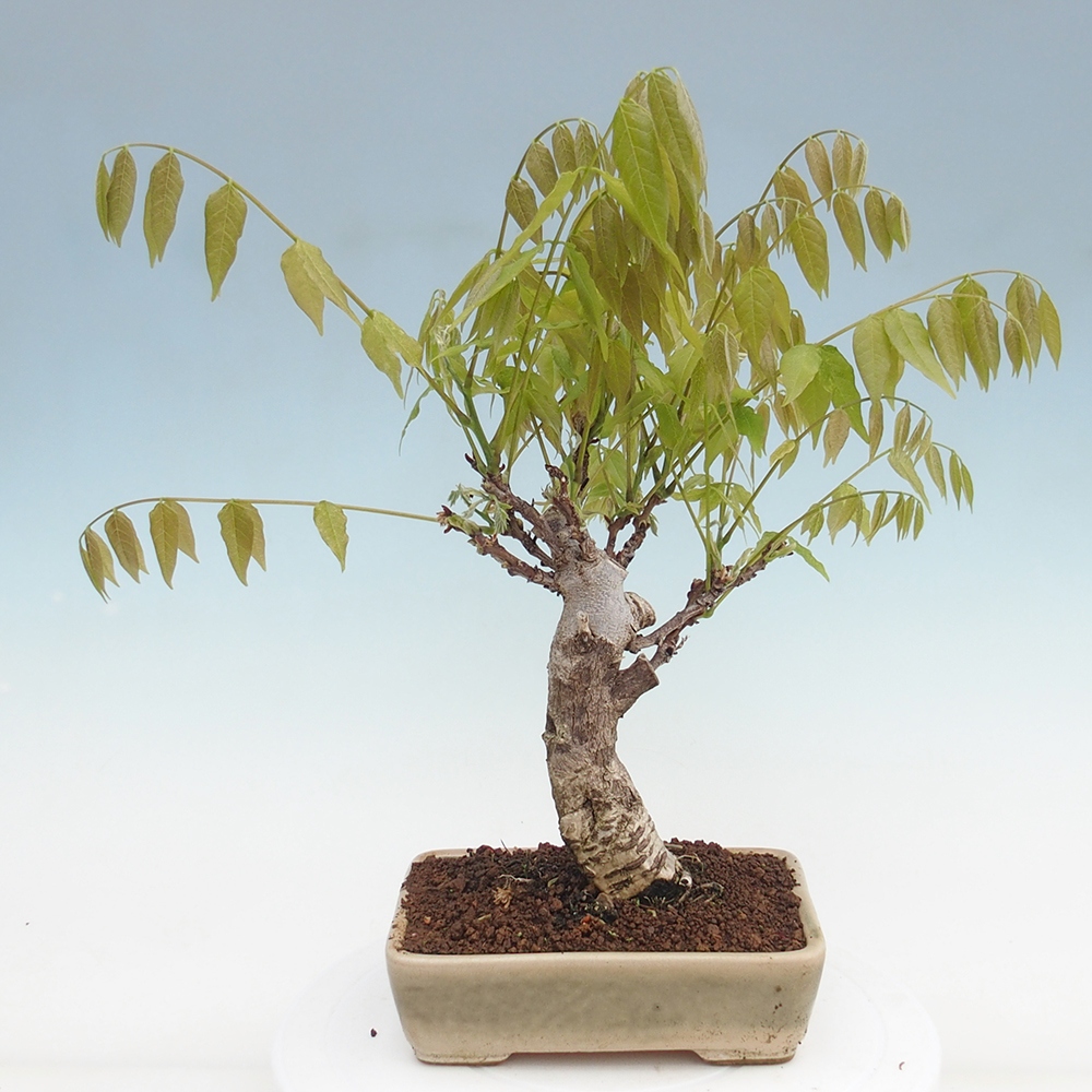 Bonsai da esterno - Glicine floribunda