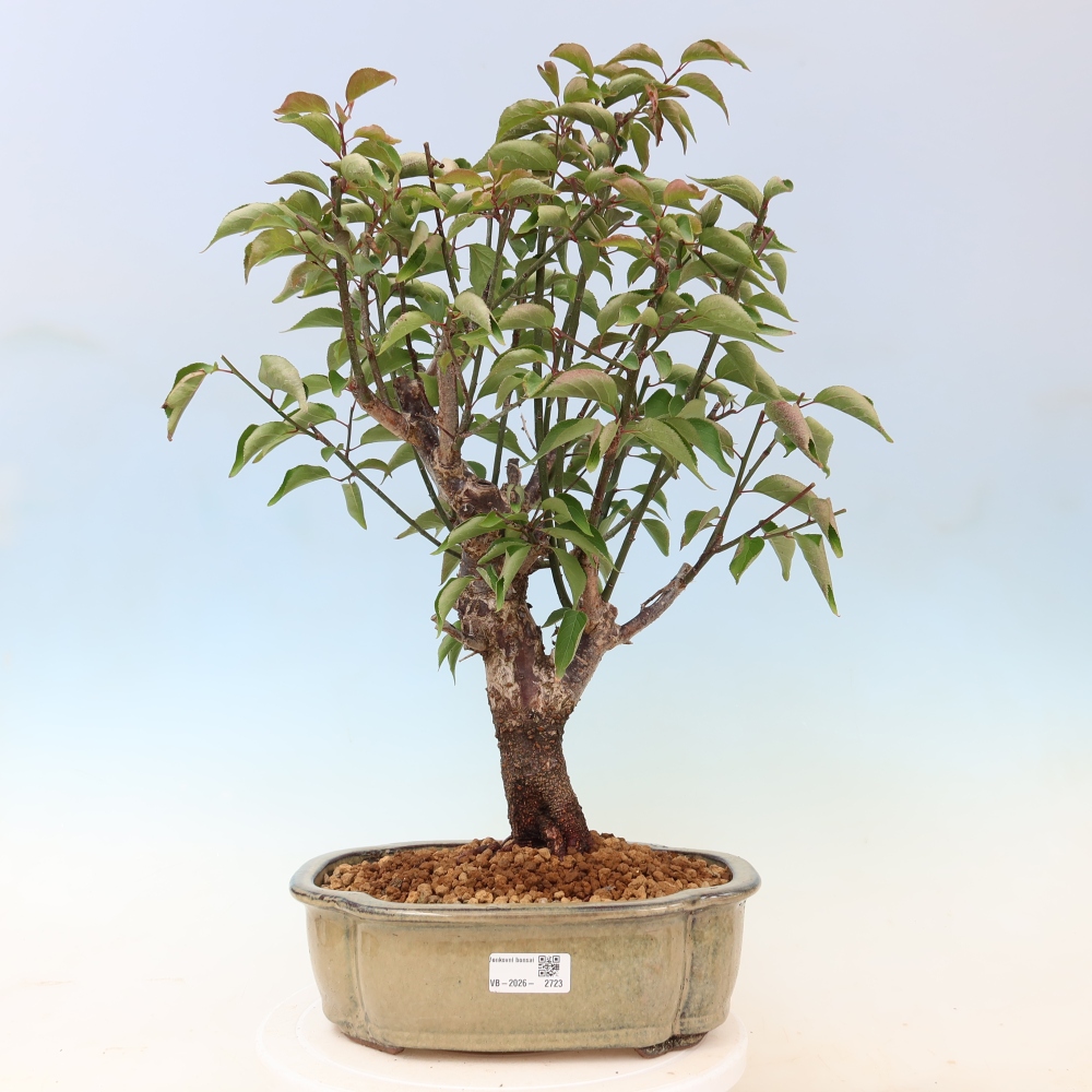 Bonsai da esterno - Albicocco giapponese - Prunus Mume