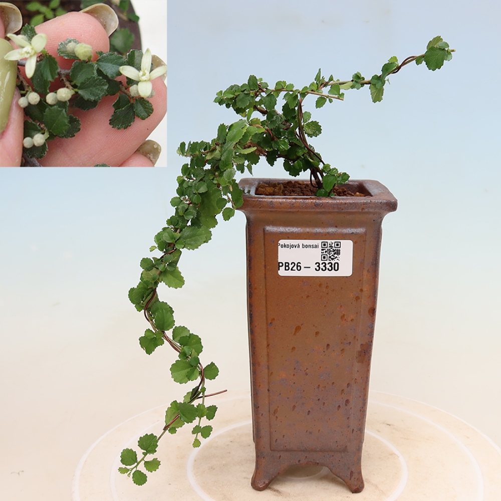 Camera bonsai - Grewia sp. - Grewia malafolia