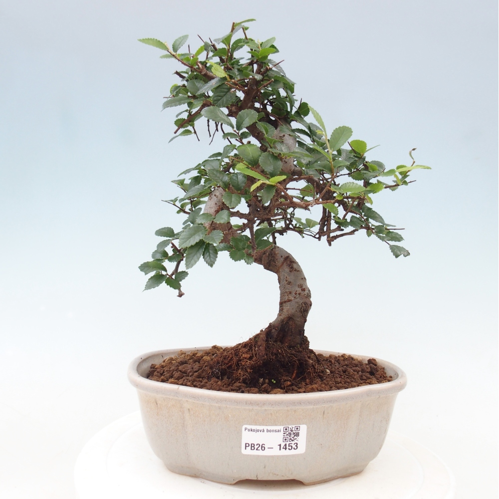 Camera bonsai - Ulmus parvifolia - Olmo a foglie piccole