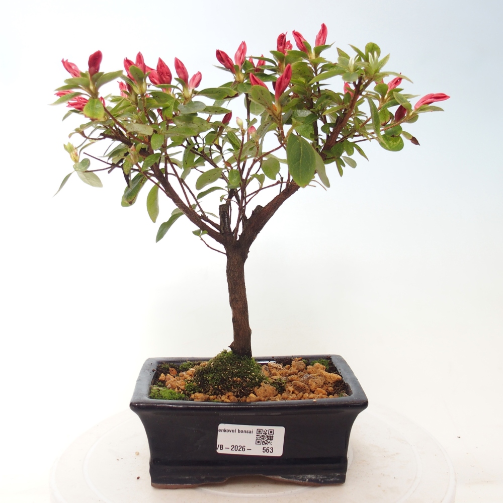 Bonsai da esterno - Azalea giapponese - Azalea sp.