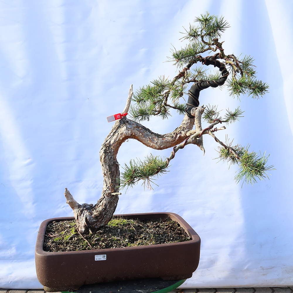 Pinus sylvestris Spagna - pino silvestre