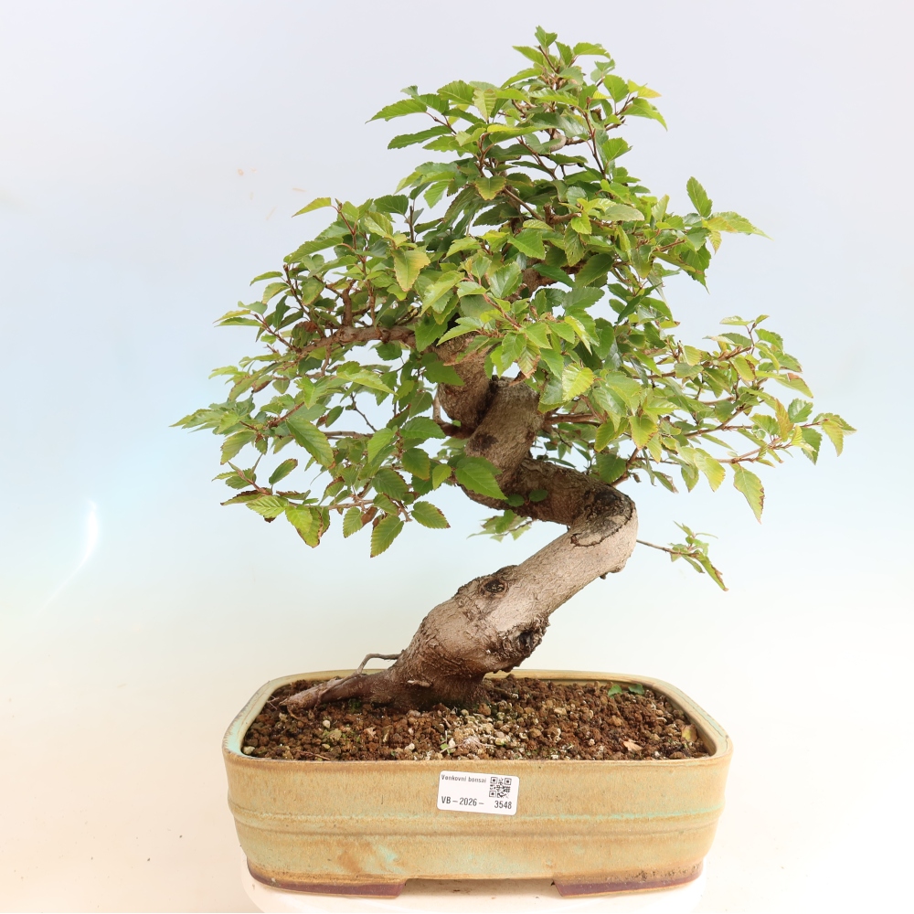 Bonsai da esterno -Carpinus CARPINOIDES - Carpino coreano