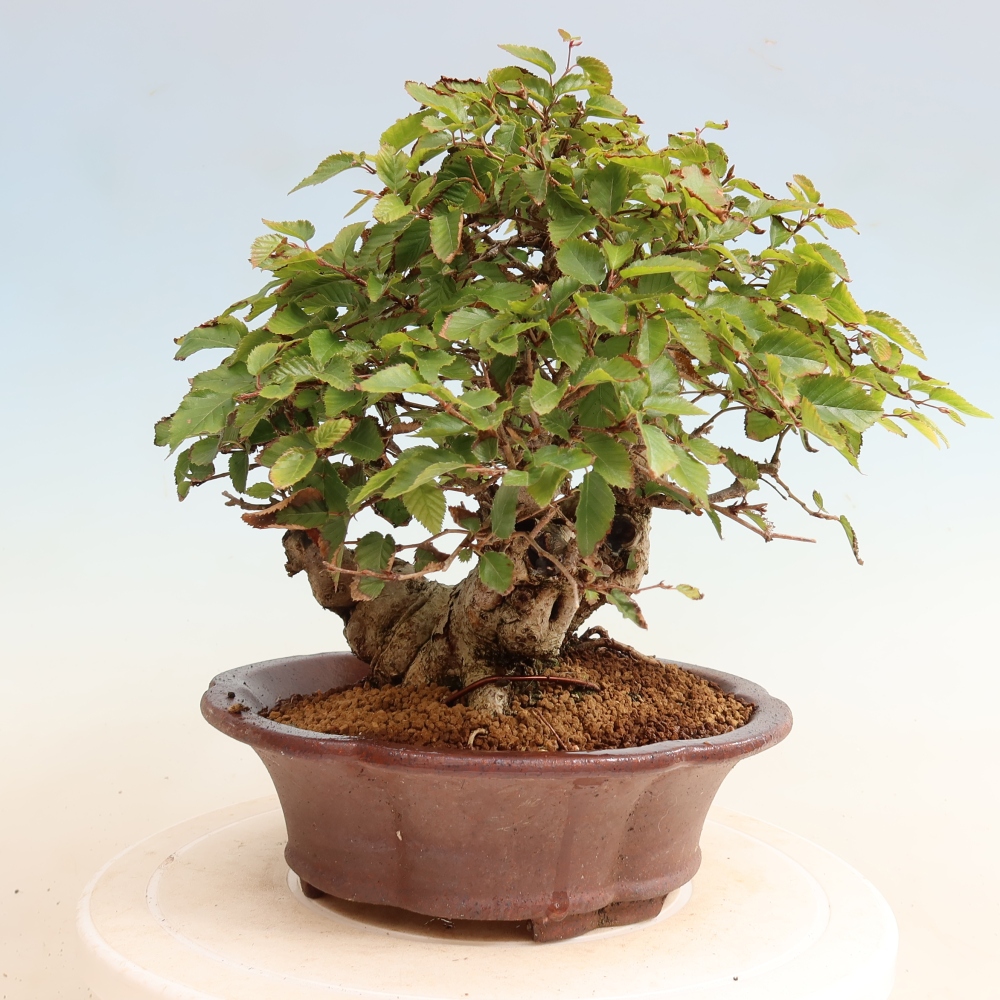 Bonsai da esterno -Carpinus CARPINOIDES - Carpino coreano