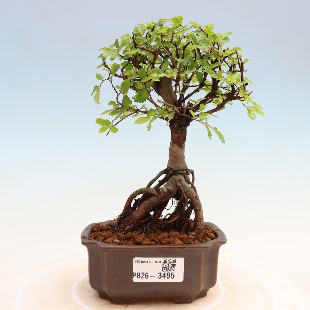 Camera bonsai - Ulmus parvifolia - Olmo a foglie piccole