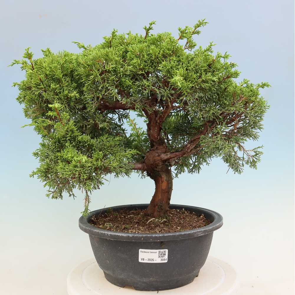 Bonsai da esterno - Juniperus chinensis Itoigawa-Juniperus chinensis