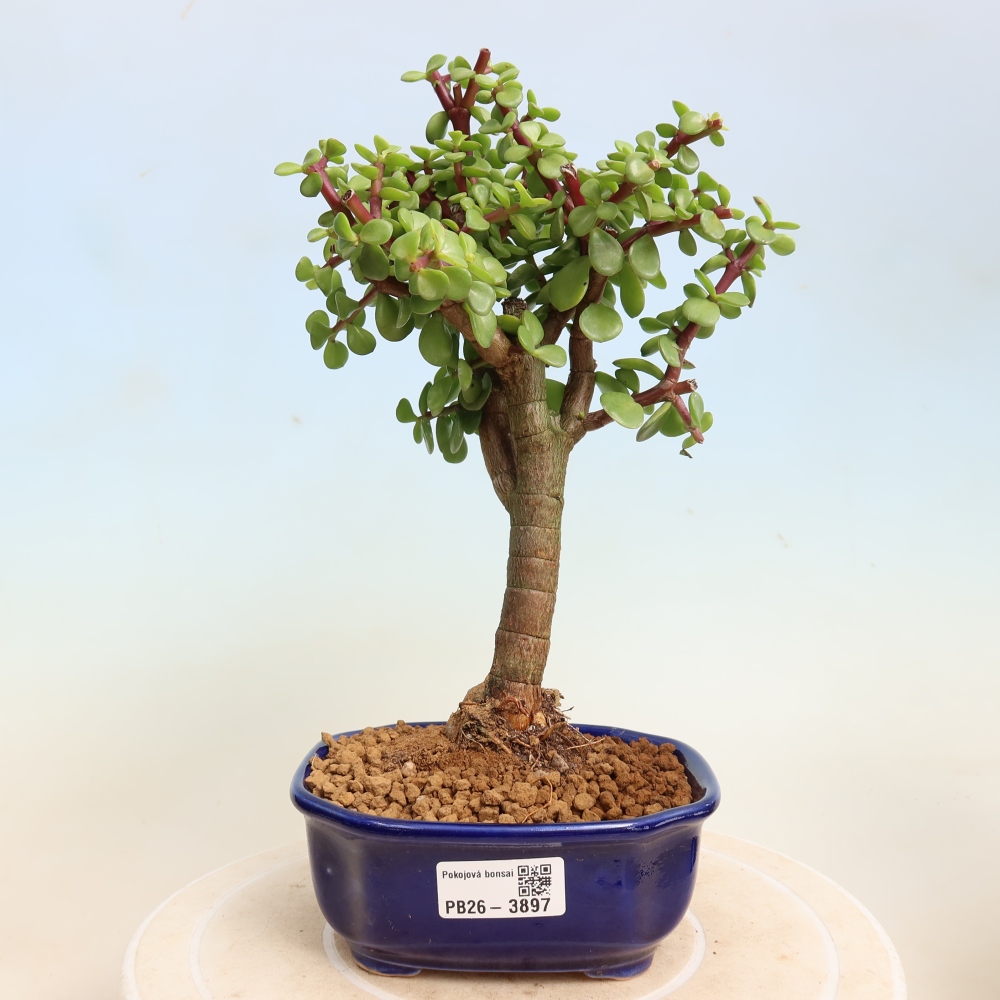 Camera bonsai - Portulakaria Afra - Tlustice
