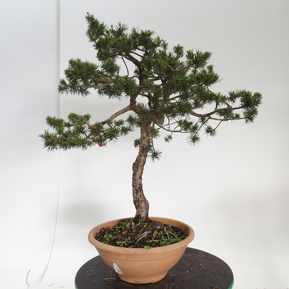 Yamadori - Pinus sylvestris Spagna