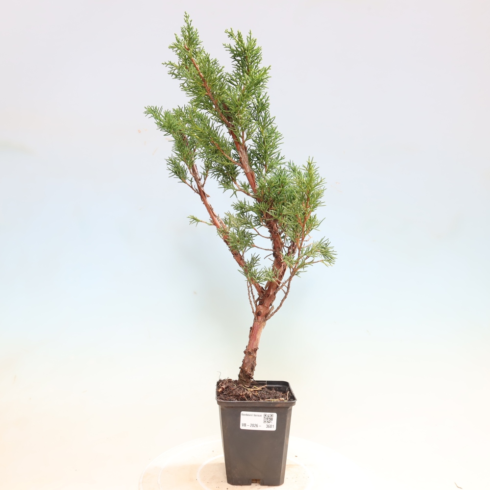 Bonsai da esterno - Juniperus chinensis Kishu