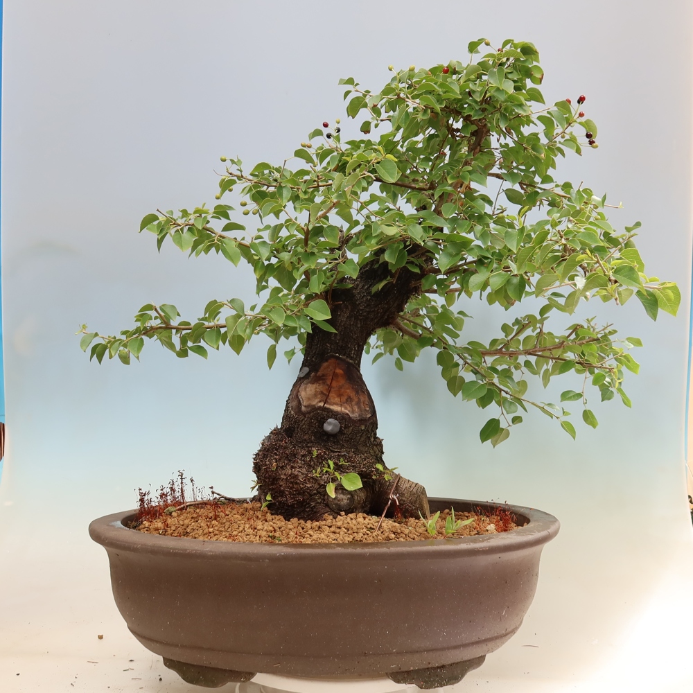 Bonsai da esterno - Mahalebka - Prunus mahaleb