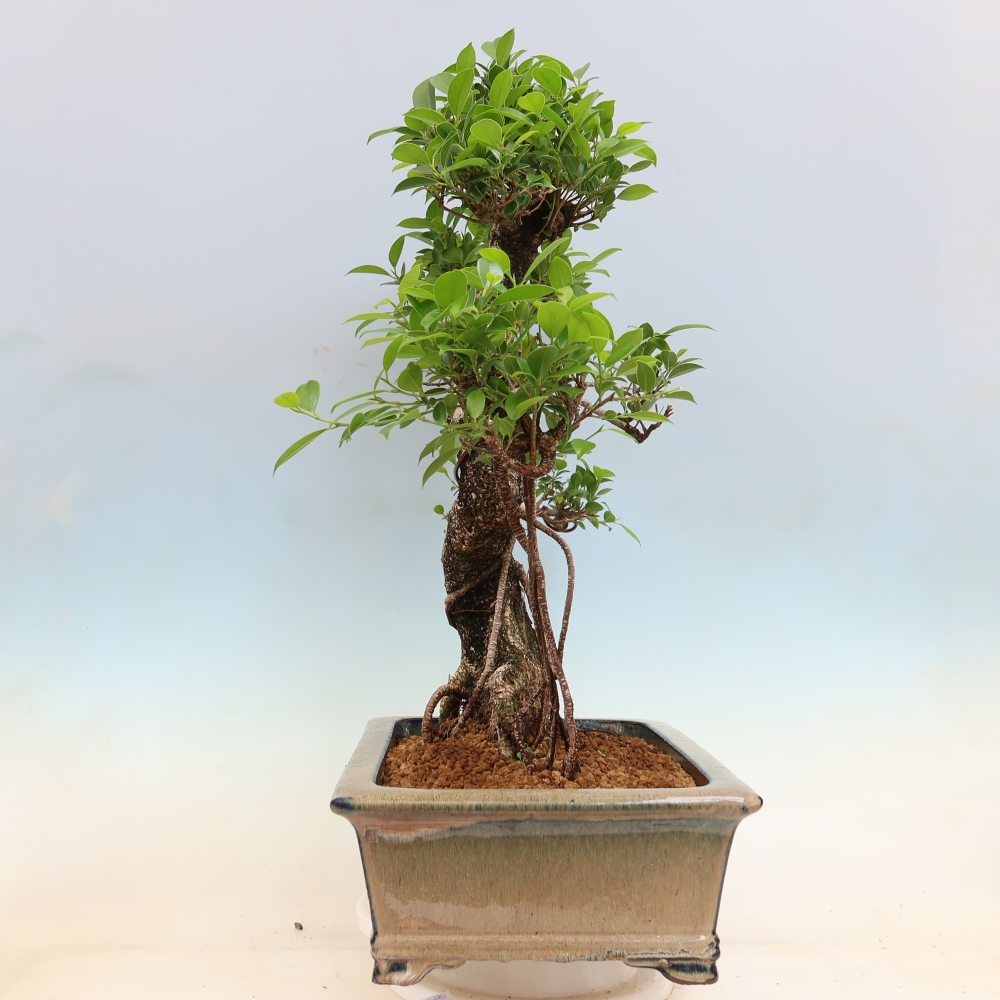 Camera bonsai - Ficus kimmen - ficus a foglie piccole