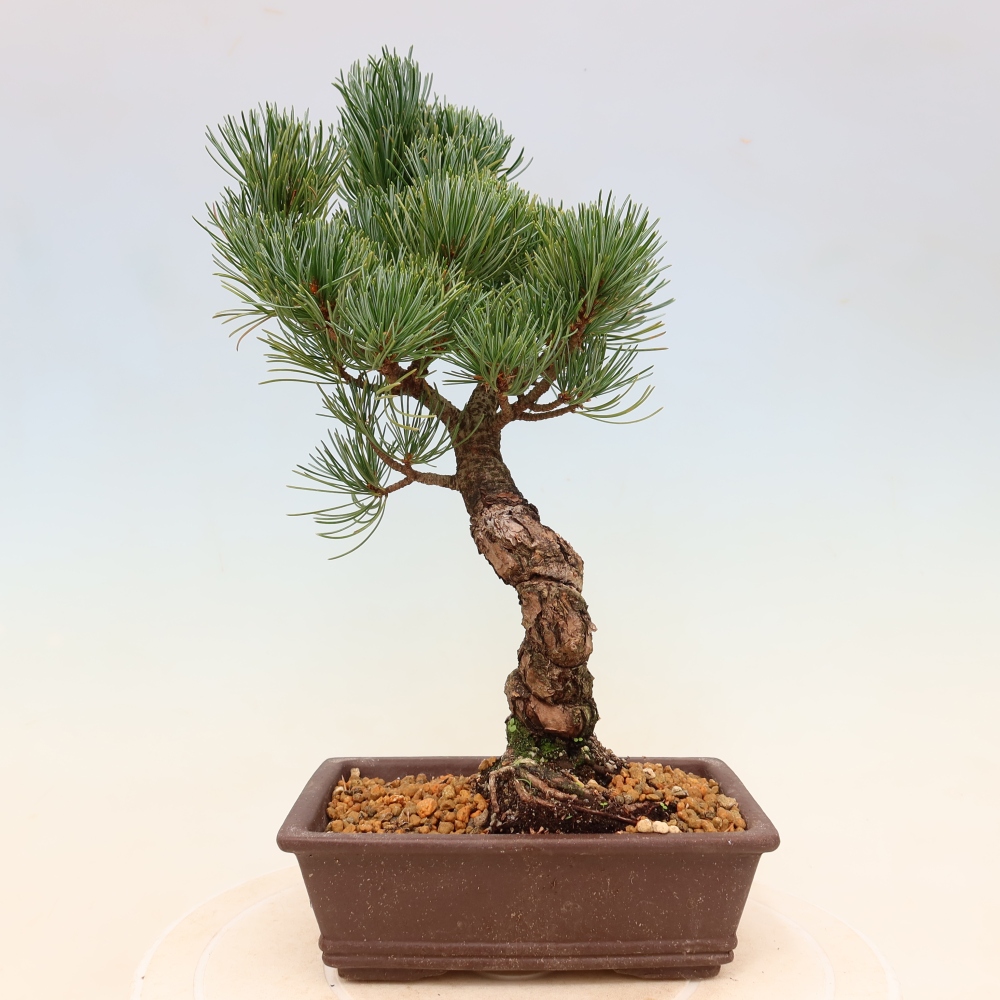 Bonsai da esterno - Pinus parviflora - Pinus parviflora
