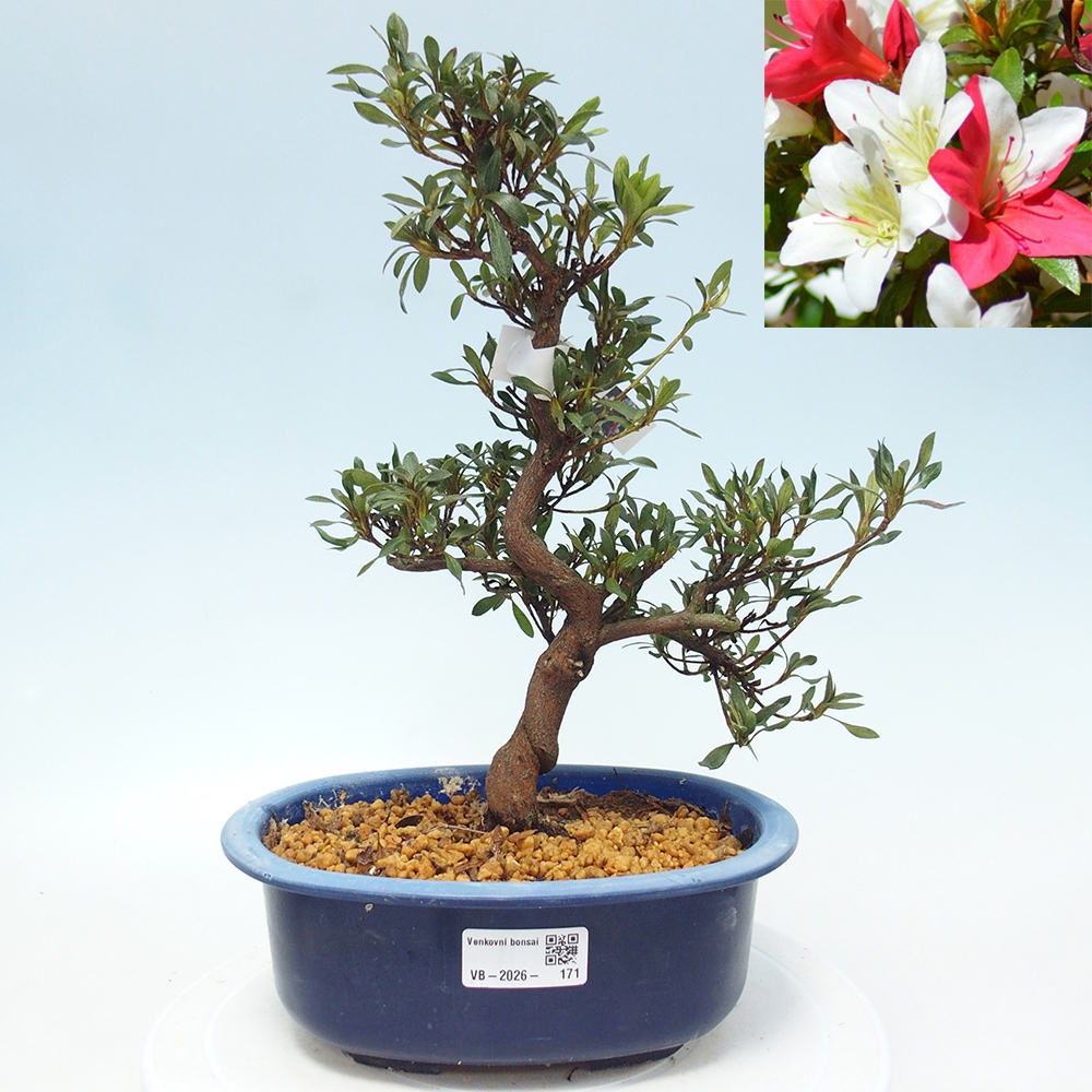Bonsai da esterno - Azalea giapponese - Azalea CHIHIRO
