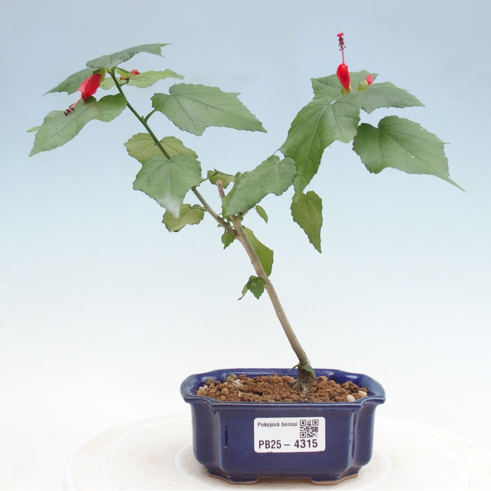 Bonsai da interno - Malvaviscus arboreus