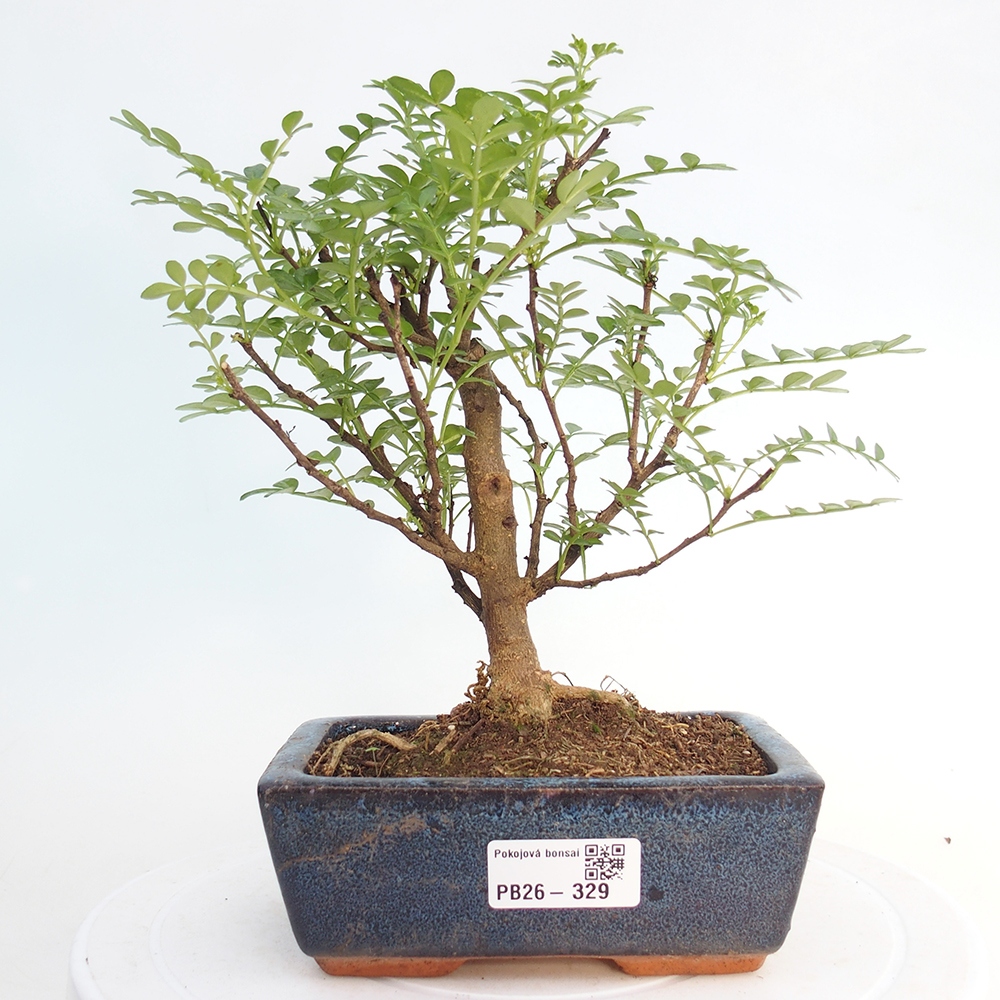 Camera bonsai - Zantoxylum piperitum - albero del pepe