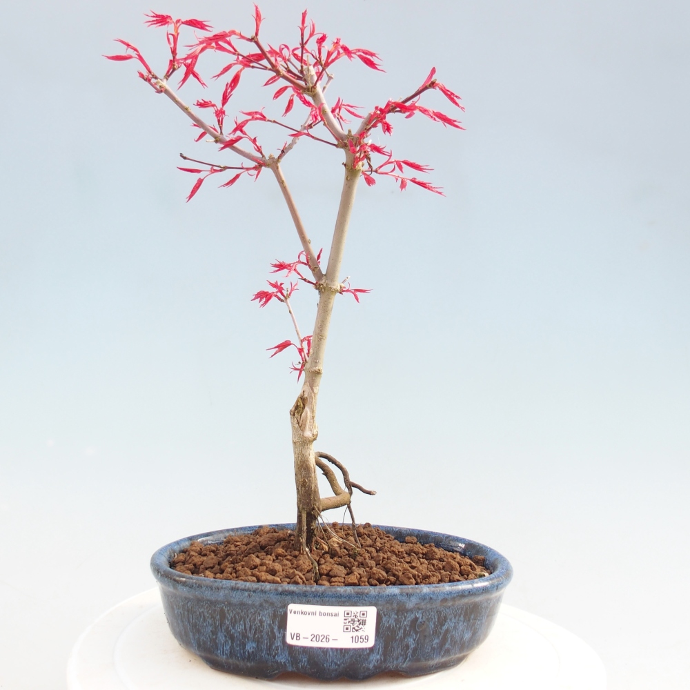Bonsai da esterno - Acer palmatum DESHOJO