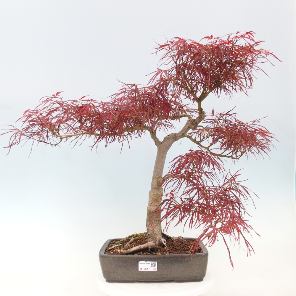 Bonsai da esterno - Acer palmatum RED PYGMY