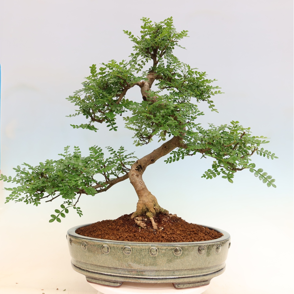 Camera bonsai - Zantoxylum piperitum - albero del pepe