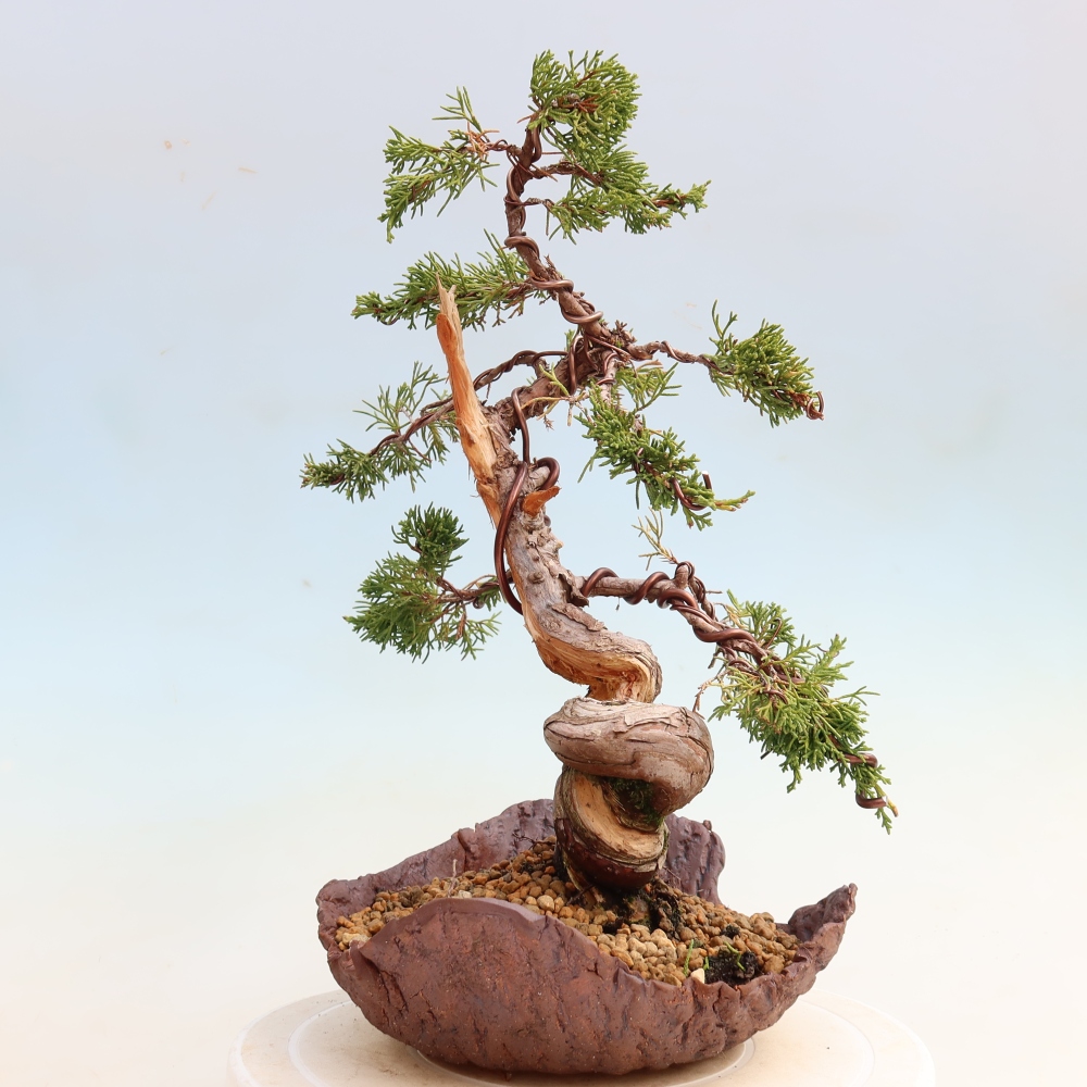 Bonsai da esterno - Juniperus chinensis Itoigawa-Juniperus chinensis