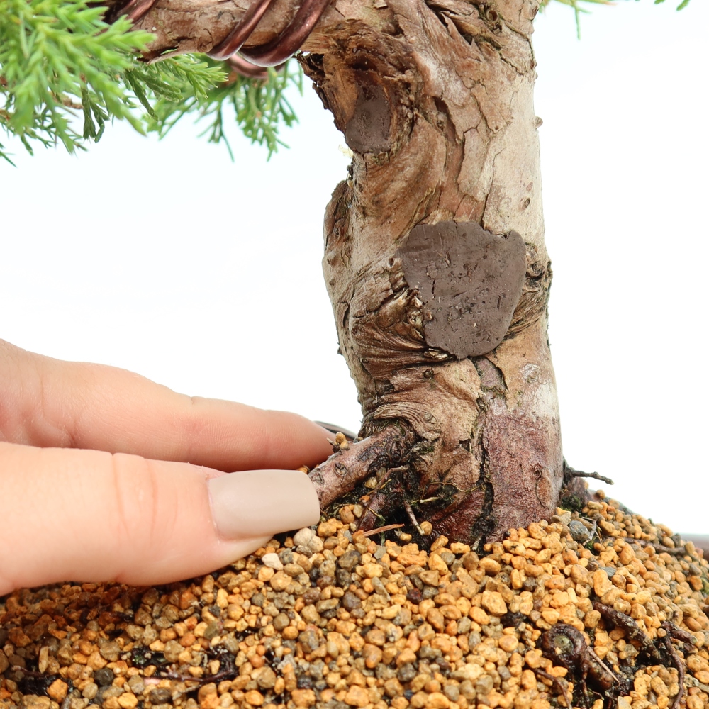 Bonsai da esterno - Juniperus chinensis Itoigawa-Juniperus chinensis