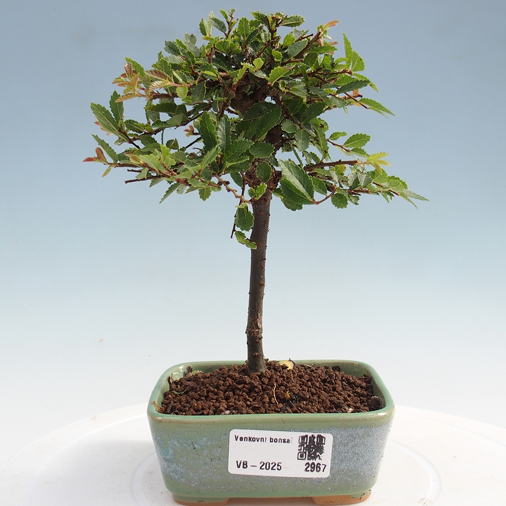 Bonsai da esterno - Ulmus parvifolia Sagei - Olmo a foglie piccole