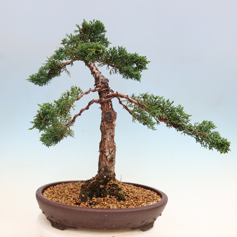 Bonsai da esterno - Juniperus chinensis Kishu