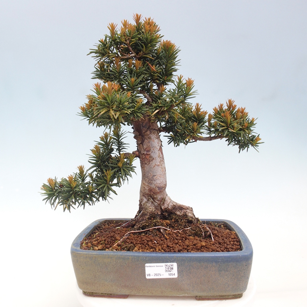 Bonsai da esterno - Taxus cuspidata - Tasso giapponese