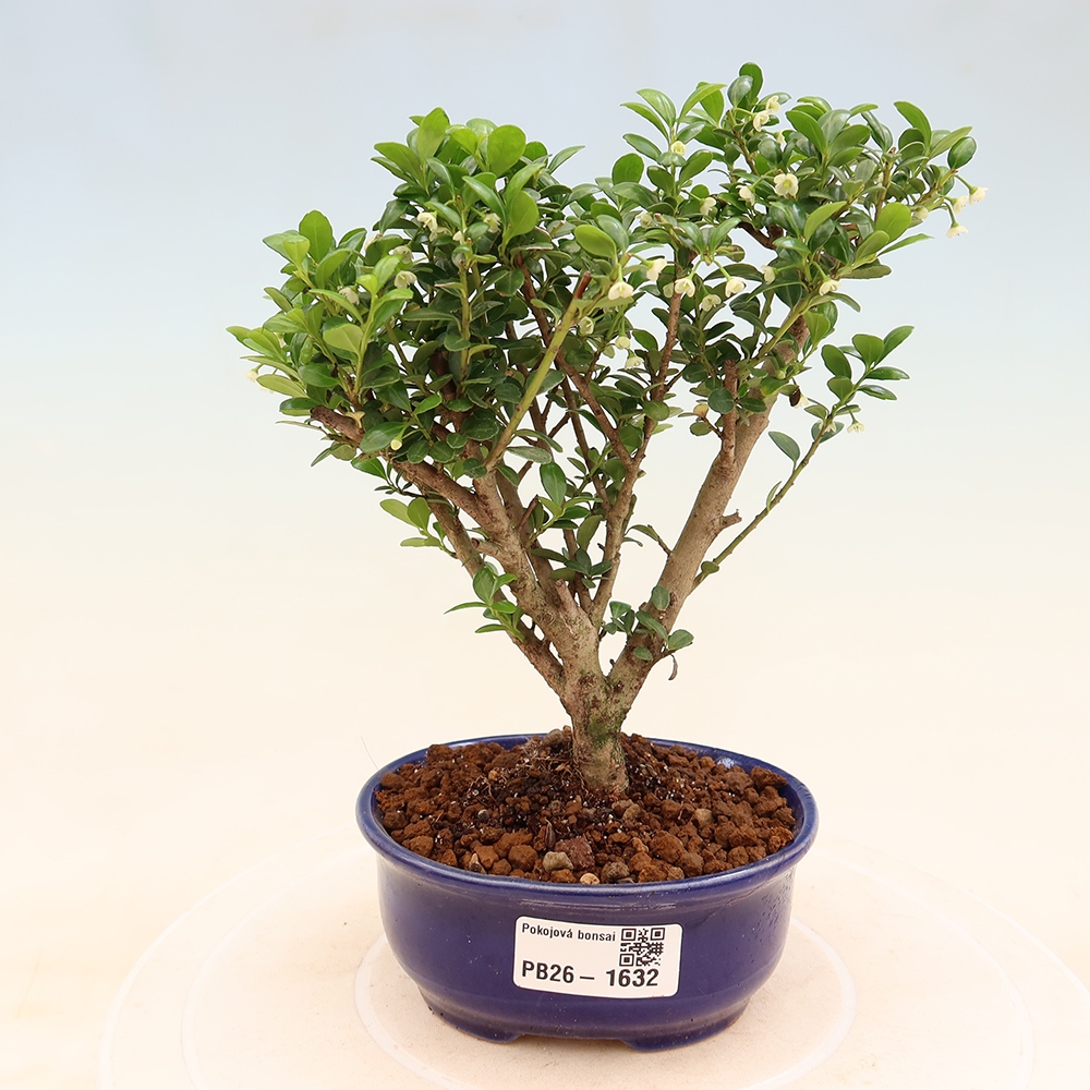 Camera bonsai - Ilex crenata - Agrifoglio