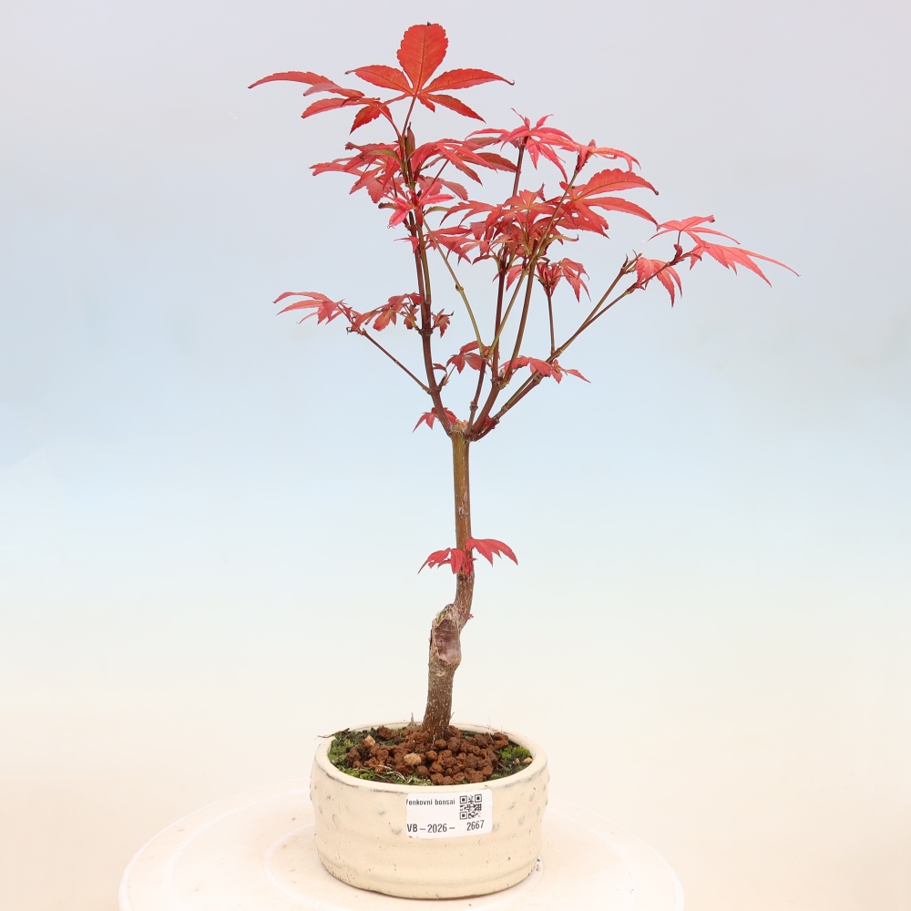 Bonsai da esterno - Palma Acer. Atropurpureum-Javor palmate