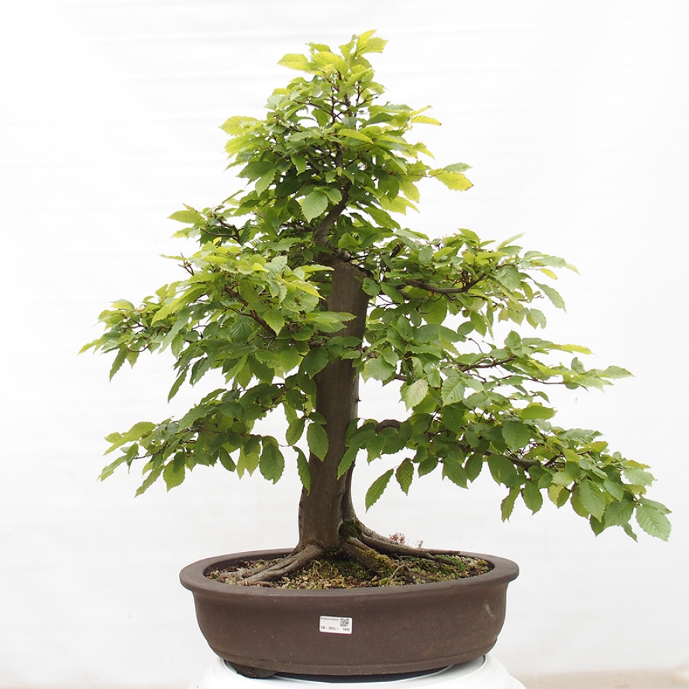 Bonsai da esterno - Carpino - Carpinus betulus