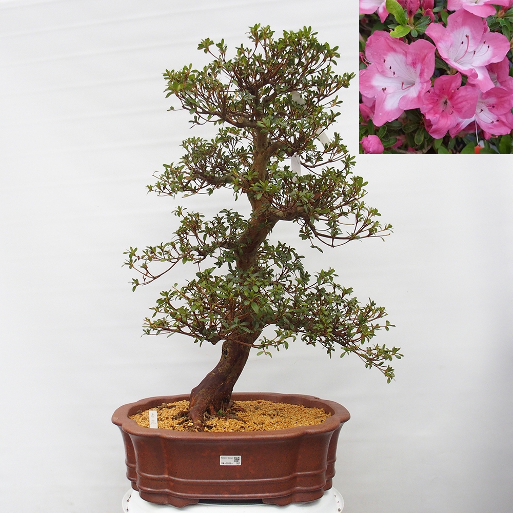 Bonsai da esterno - Azalea giapponese - Azalea Shunen