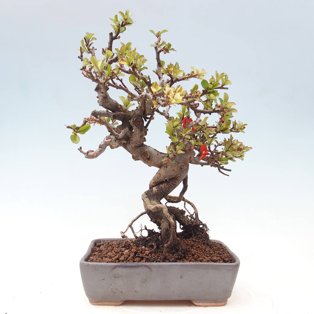 Bonsai da esterno - Chaneomeles speciosa - Cotogno