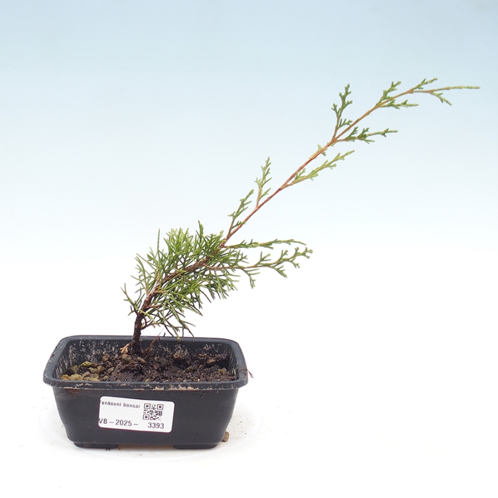 Bonsai da esterno - Juniperus chinensis Itoigawa