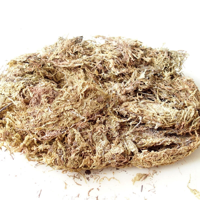 Bryophyta - muschio 100 g